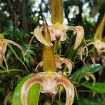 Bulbophyllum lobbii Цвят