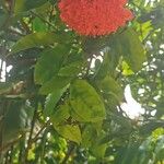 Brownea grandiceps Flower