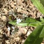 Cynoglossum virginianum Lorea
