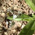 Cynoglossum virginianum Floare