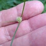 Kyllinga brevifolia Цветок