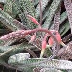 Gasteria carinata