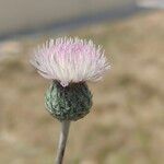 Tyrimnus leucographus Flower