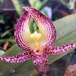 Epipogium aphyllum Fula