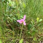 Pogonia ophioglossoides Kukka