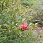 Stewartia rostrata Λουλούδι