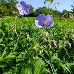 Geranium pratense Φύλλο