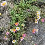 Erigeron karvinskianusЦветок