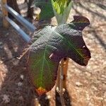 Hydrangea quercifoliaBlad