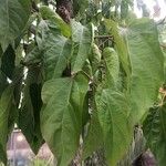 Idesia polycarpa Листок