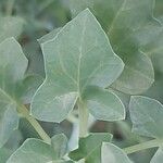 Baculellum articulatum Leaf