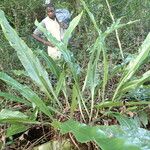 Microsorum punctatum Leaf