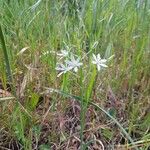 Ornithogalum narbonense Flower