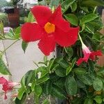 Mandevilla sanderi Kwiat