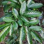 Leea guineensis Leaf