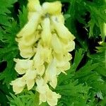 Aconitum vulparia Flower