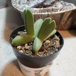 Cheiridopsis denticulata Hoja