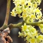 Searsia lancea Blüte