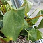 Anthurium faustomirandae Yaprak