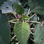 Urera baccifera Hoja