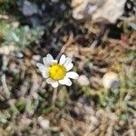 Leucanthemopsis alpina花