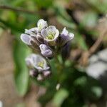 Arabis caerulea Bloem