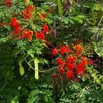 Caesalpinia pulcherrimaЦветок