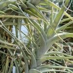 Tillandsia albida Frunză