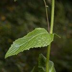 Crepis lampsanoides Likasa