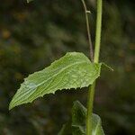 Crepis lampsanoides Feuille