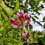 Lilium speciosum Fleur