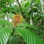 Palicourea guianensis 葉