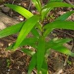 Maianthemum stellatumFolio