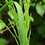 Poa trivialis Blomma