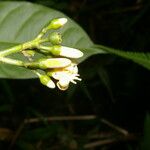 Conchocarpus guyanensis Blomst