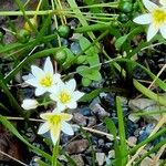 Nothoscordum bivalve Flor