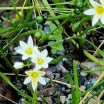 Nothoscordum bivalve Blomma