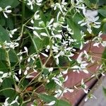 Chamaesyce hypericifolia Цвят