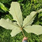 Myrianthus arboreus Blad