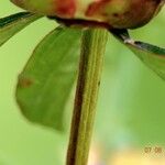 Paeonia lactiflora Kaarna