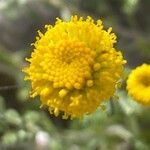 Santolina villosa Flor