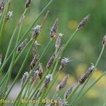 Eleocharis bonariensis Fruit