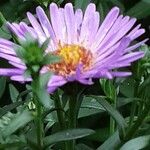 Symphyotrichum novi-belgii Blüte