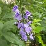 Campanulastrum americanum Fleur