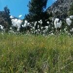 Eriophorum angustifolium Hábitos