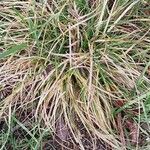 Carex spicata Φύλλο