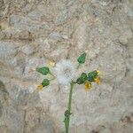 Sonchus asper Flor