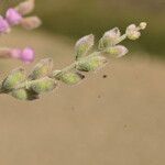 Teucrium subspinosum Övriga