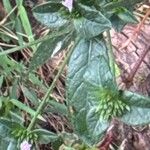 Elephantopus elatus Yaprak
