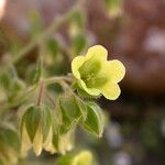 Emmenanthe penduliflora 花